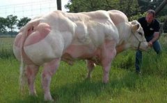 农场里的“健美达人”，全身肌肉壮硕