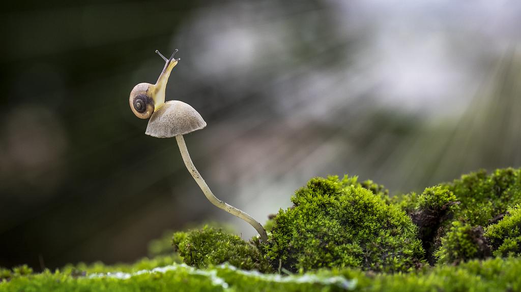 <b>旅客为逃避安检把活蜗牛藏嘴里</b>