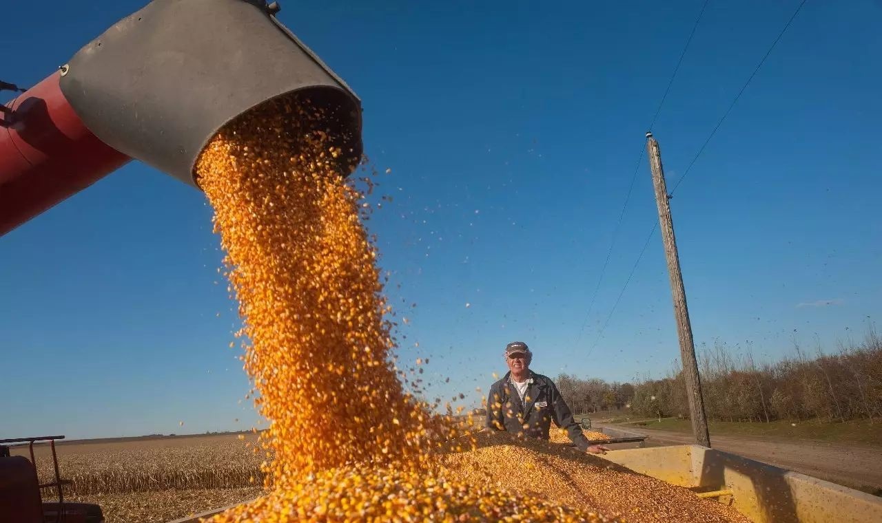 <b>乌克兰出口粮食近半被用来喂猪</b>