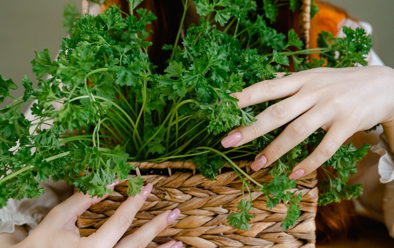 <b>世界讨厌香菜日</b>