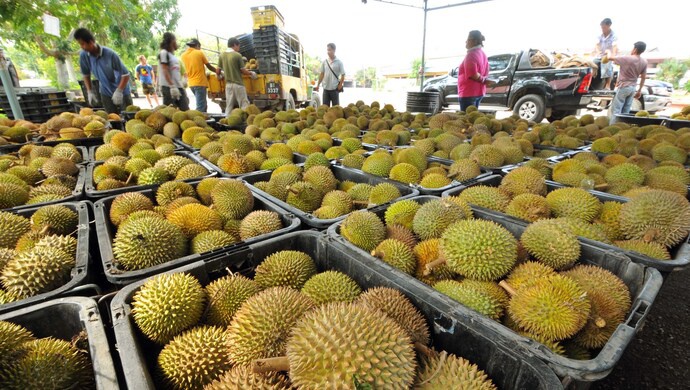 <b>榴莲年进口超40亿美元碾压车厘子</b>