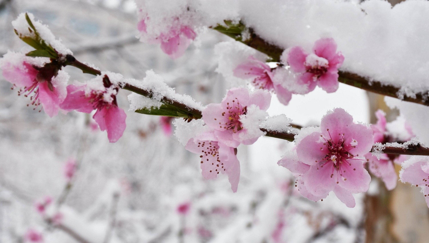 河南多地迎来3月桃花雪