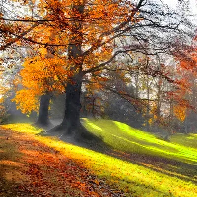 2023年微信吉祥头像图片