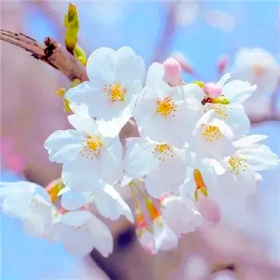 2023年微信吉祥头像图片