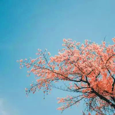 2023年微信吉祥头像图片