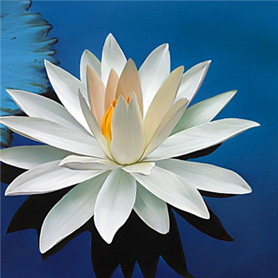 2023年微信吉祥头像图片