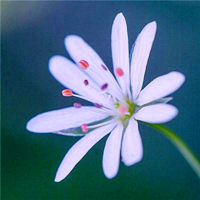 2023年微信吉祥头像图片