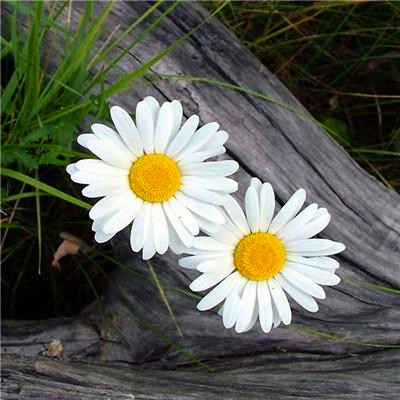 2023年微信吉祥头像图片