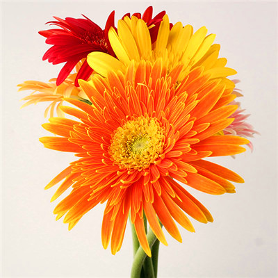 2023年微信吉祥头像图片