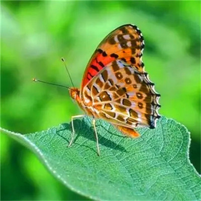 2023年微信吉祥头像图片