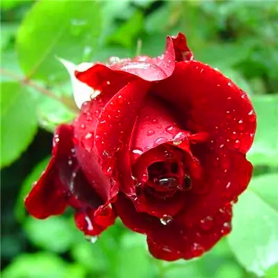 2023年微信吉祥头像图片