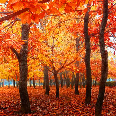 2023年微信吉祥头像图片