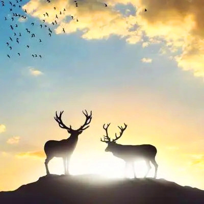 2023年微信吉祥头像图片