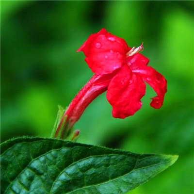 2023年微信吉祥头像图片