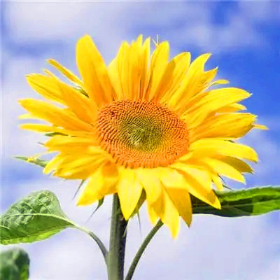 2023年微信吉祥头像图片