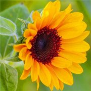 2023年最火最吉利的微信头像图片