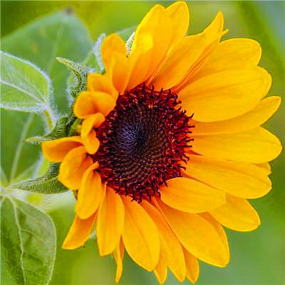 2023年微信吉祥头像图片