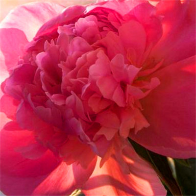 2023年微信吉祥头像图片