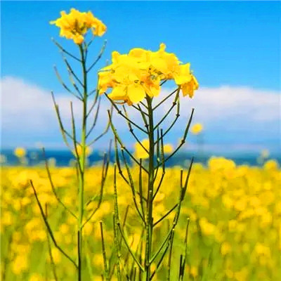 2023年微信吉祥头像图片