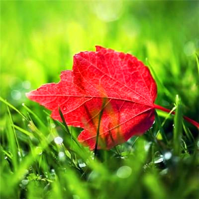 2023年微信吉祥头像图片