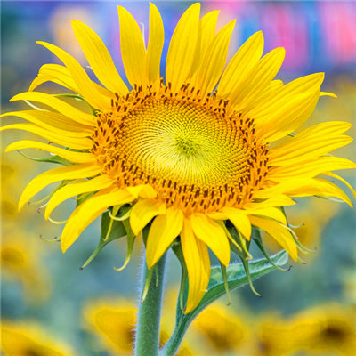 2023年微信吉祥头像图片