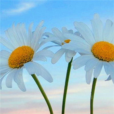 2023年微信吉祥头像图片