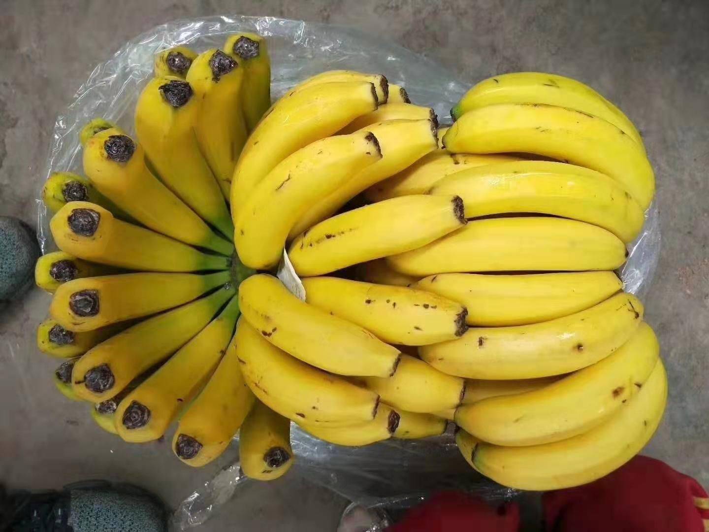 <b>水果摊无人看守30箱香蕉被抢光</b>