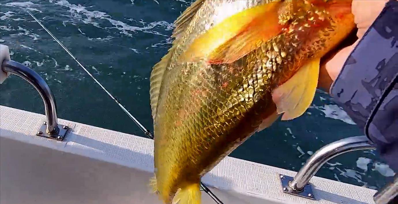 <b>游客钓上野生大黄鱼 市场价过万</b>