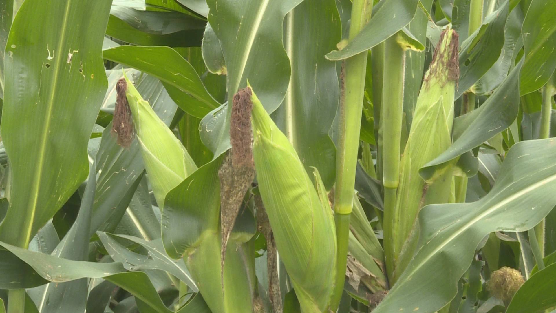 <b>成都一广场移栽玉米杆 社区称栽错了</b>