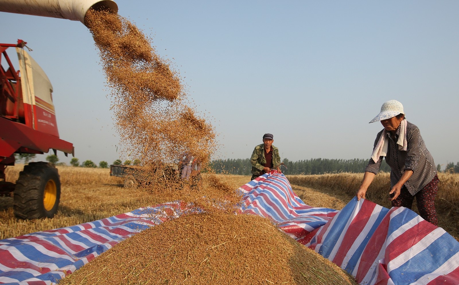 <b>河南小麦收割超2成 周末将有雨</b>