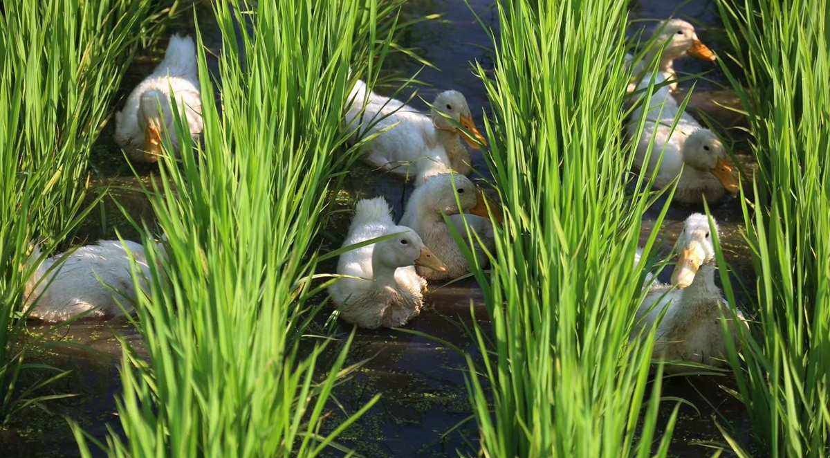 <b>千只鸭子大军给水稻除草</b>