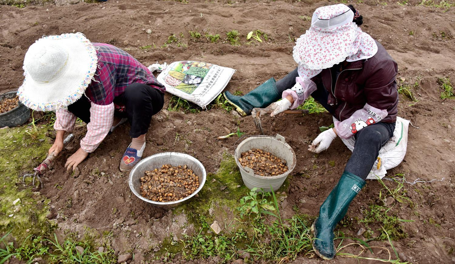 <b>浙江一药农卖元胡10分钟赚52万元</b>