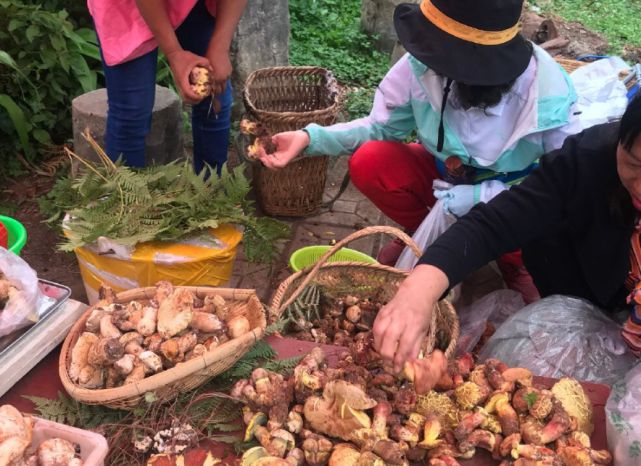 <b>贵州6人吃野生菌4人被送云南抢救</b>