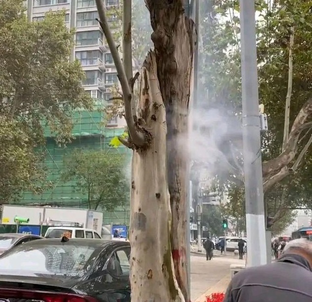 <b>高温天气西安一行道树冒白烟</b>