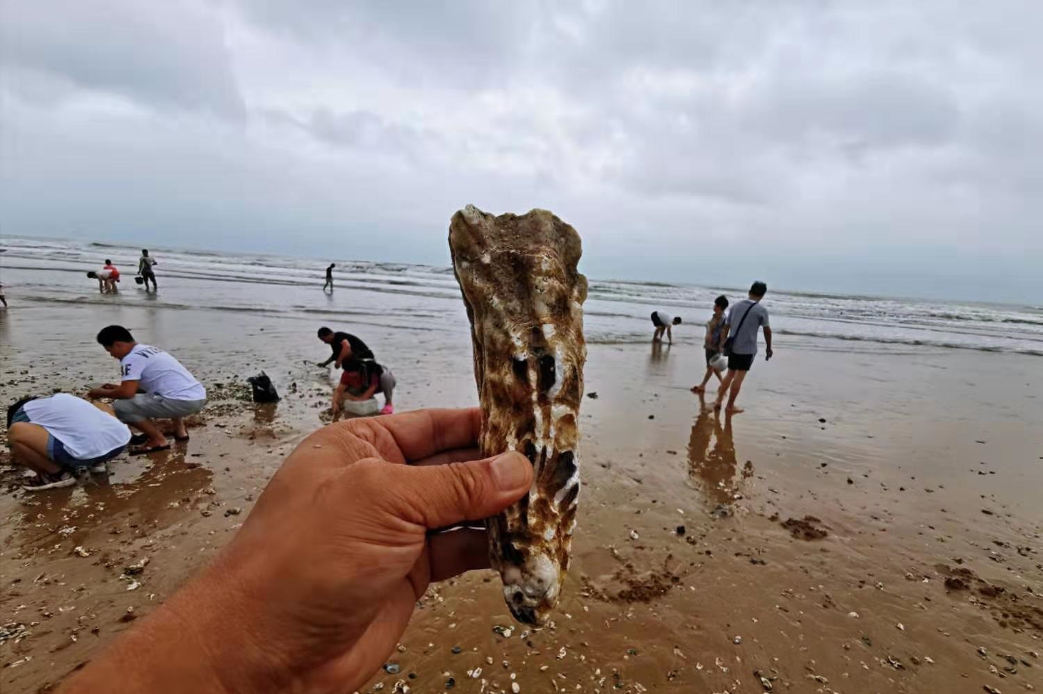 台风送来大量生蚝海鲜 市民拎麻袋装