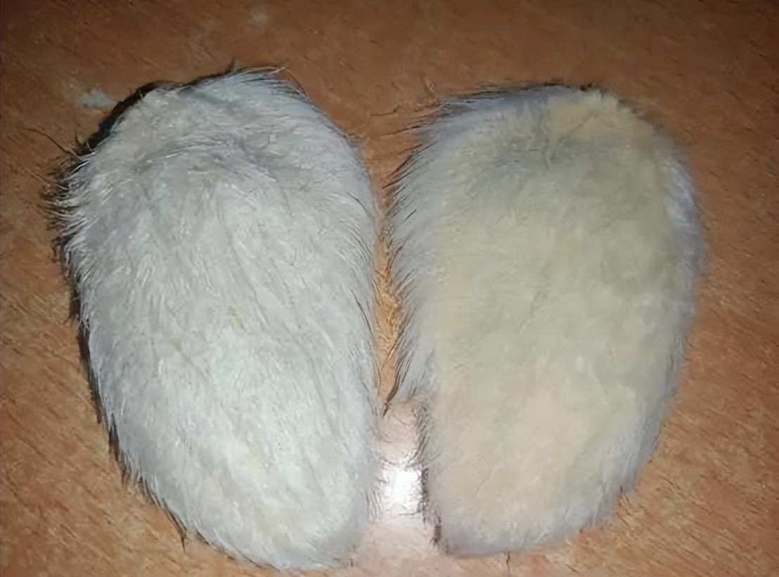 年轻人给芒果核梳毛被指不务正业