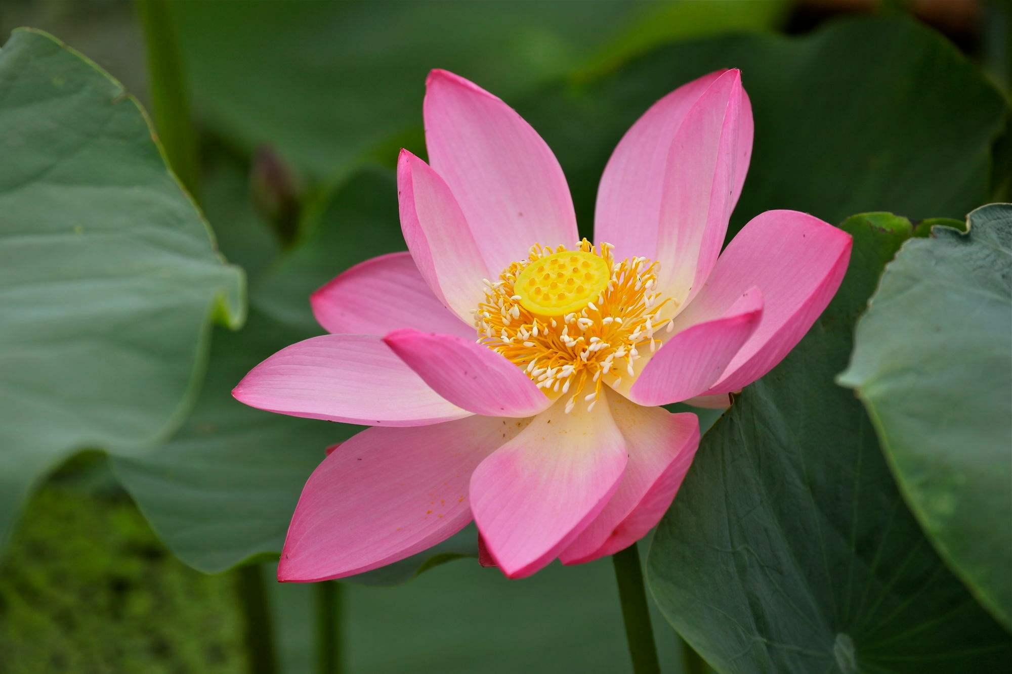 圆明园幸存的古莲开花了