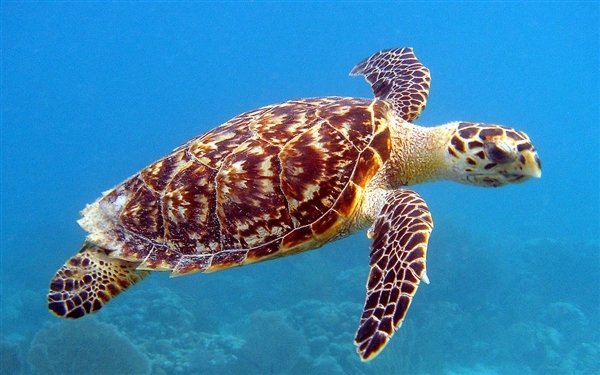 坦桑尼亚9人吃海龟肉中毒身亡