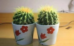 <b>电脑旁放仙人掌可以防辐射吗</b>