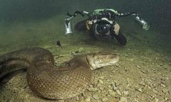 <b>太平洋底惊现百米巨蟒</b>