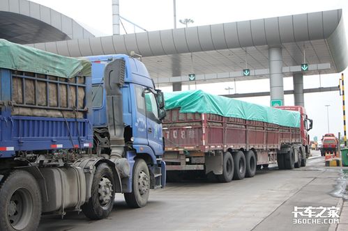 藏羚羊携幼仔返回原栖息地