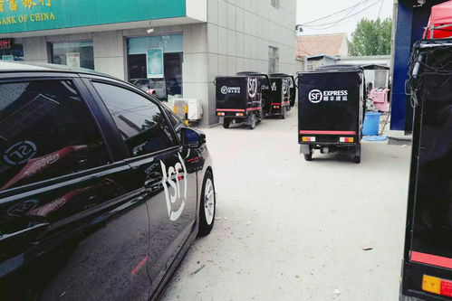 社恐女孩为120只流浪猫闯入新人婚宴