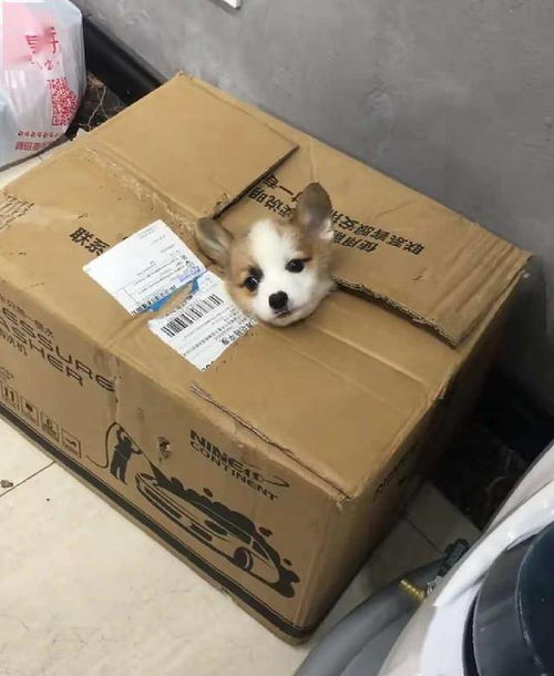 韶关顺丰快递服务点在哪里