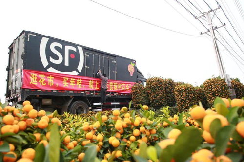 中华航运网提单查询