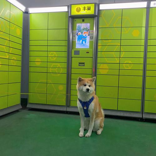 申通快运怎么样查询