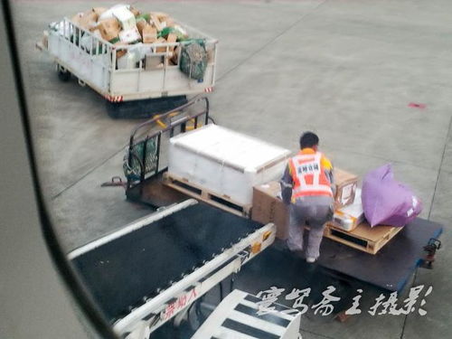 金色野原 金色野原中文翻唱