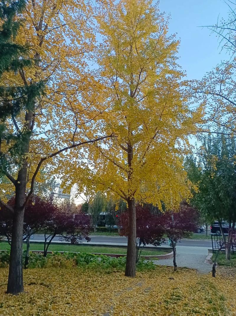 怎么查录取通知书 怎么查录取通知书