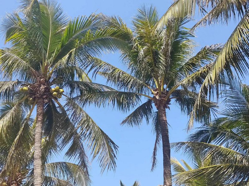 李宇春欧莱雅_李宇春欧莱雅代言人到期